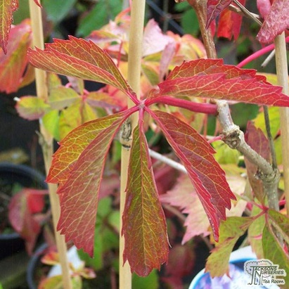 Parthenocissus quinquefolia